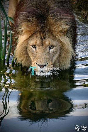 ion in the water