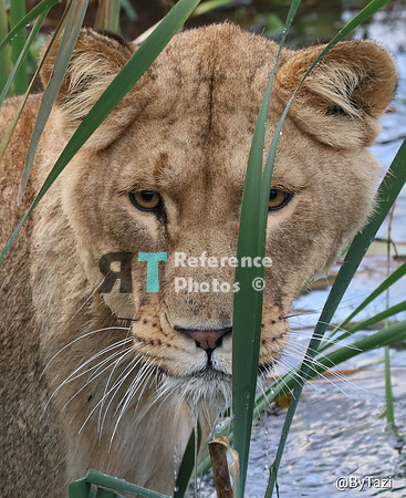 Lioness in water