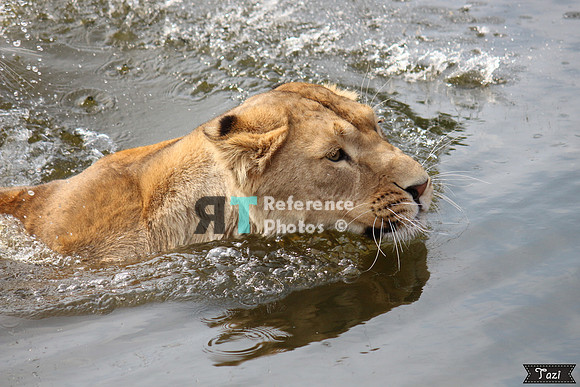 Swimming lioness