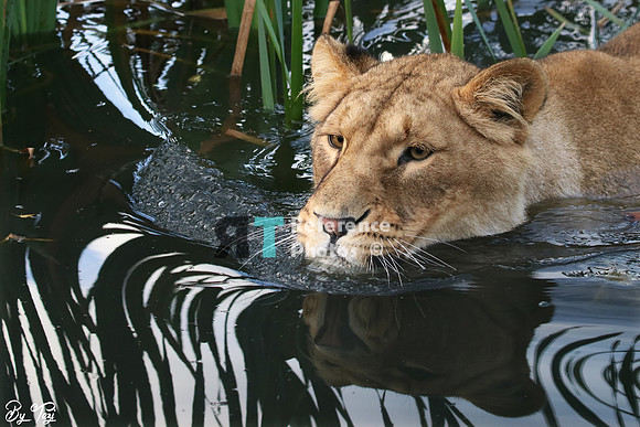 Swimming lioness