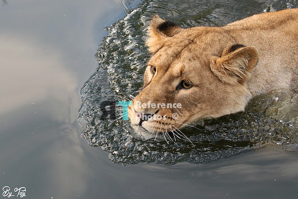 Swimming lioness