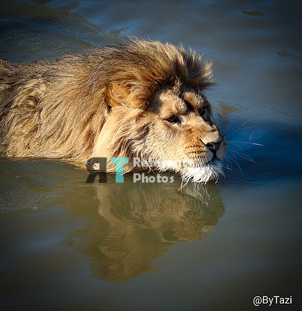 Swimming lion