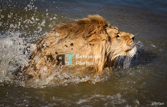 Swimming lion