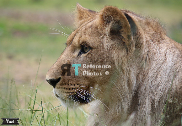 Juvenile lion profile