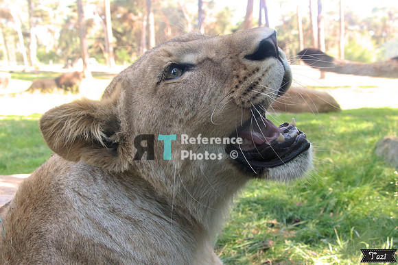 Juvenile lioness