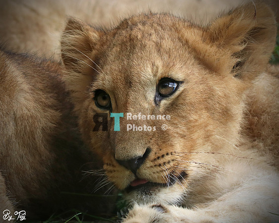 Lion cub