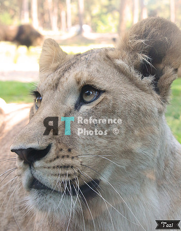 Juvenile lioness