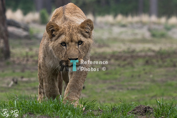 Juvenile lion