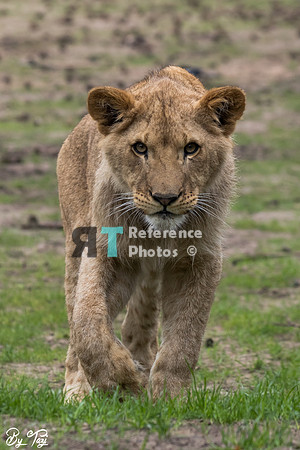 Juvenile lion