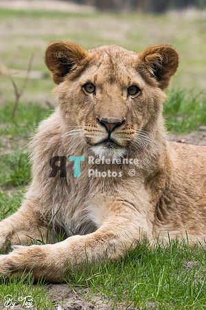 Juvenile lion