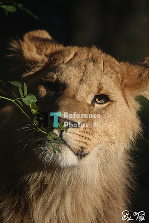 Juvenile lion