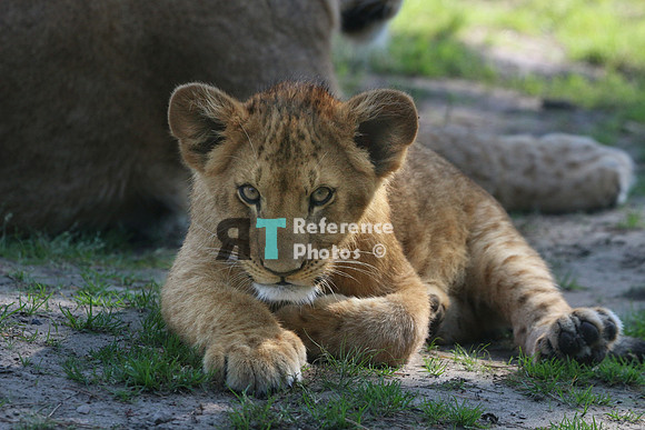 Lion cub