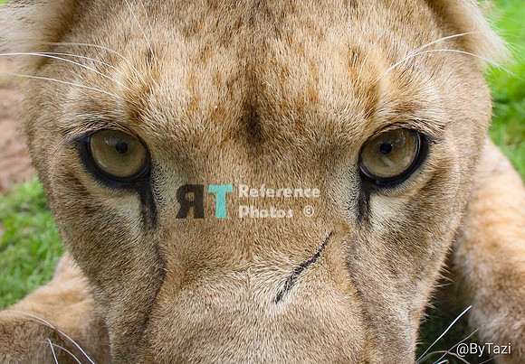 Juvenile lioness' eyes