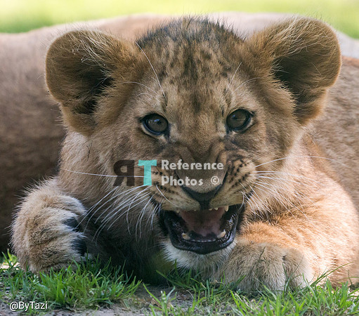 Lion cub