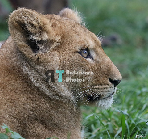 Lion cub profile