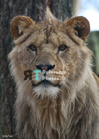 Juvenile lion