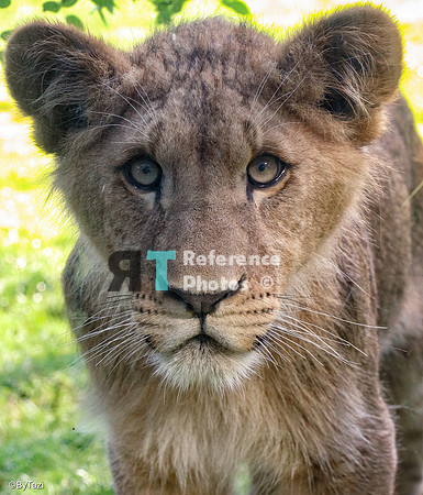 Juvenile lion