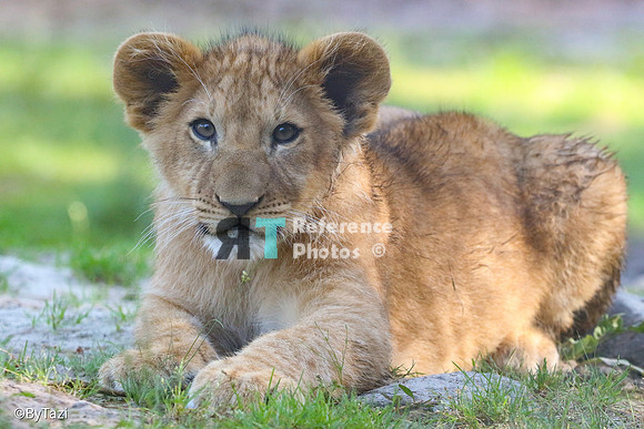 Lion cub