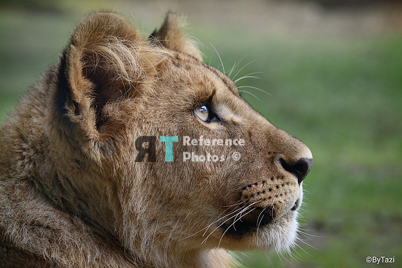 Juvenile lion profile