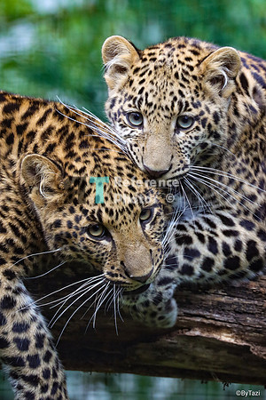 Leopard cubs