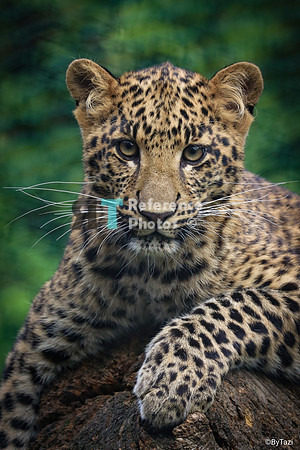Leopard cub