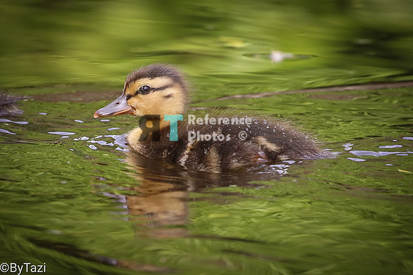 mallatd duckling