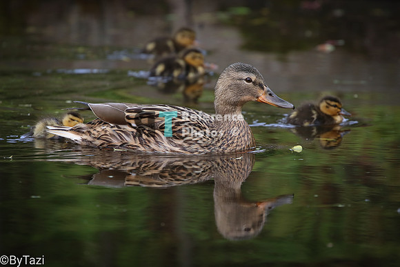 mallard duck