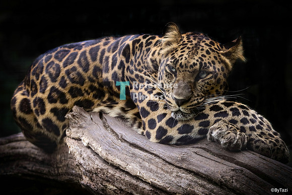 Leopard