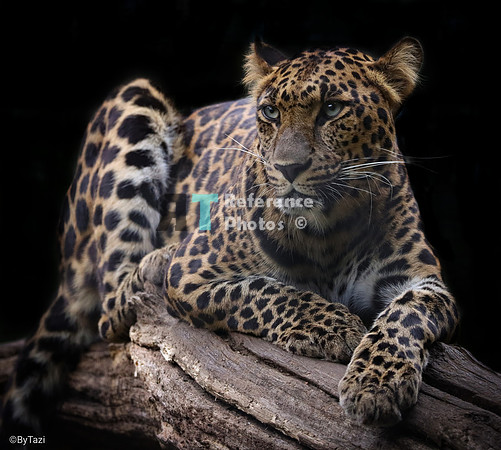 Leopard