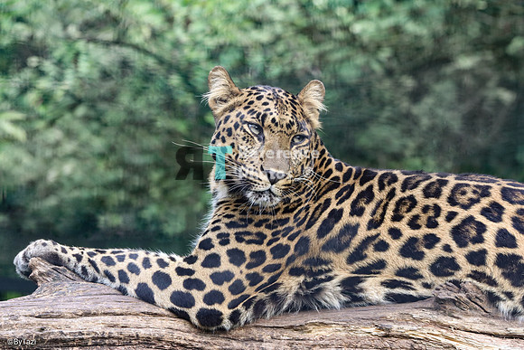 Leopard