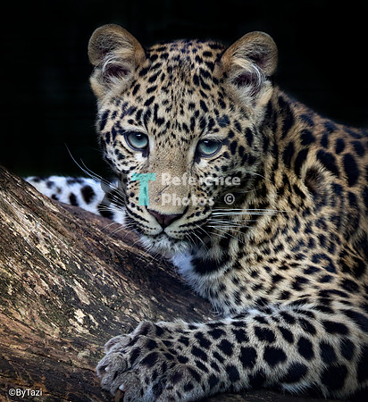 Leopard cub