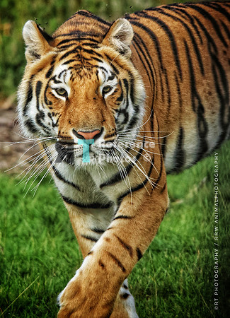 Bengal tiger