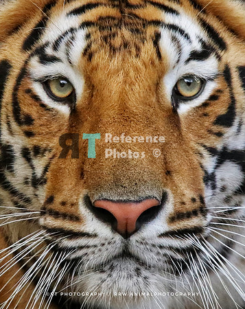 Bengal tiger