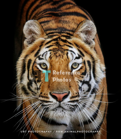 Bengal tiger