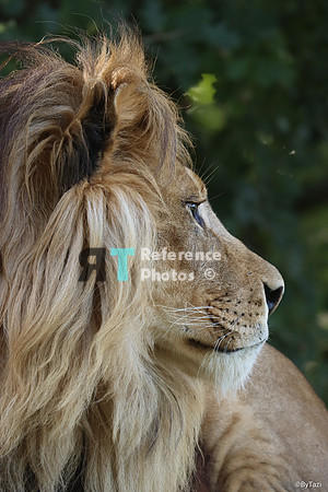lion profile