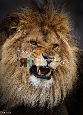 Lion roar (uncropped)