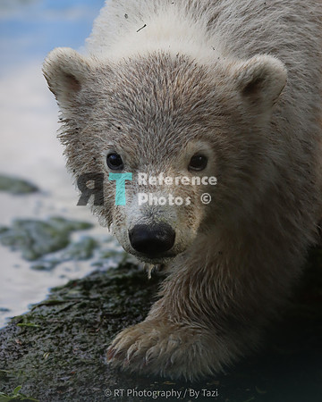 Polar bear cub