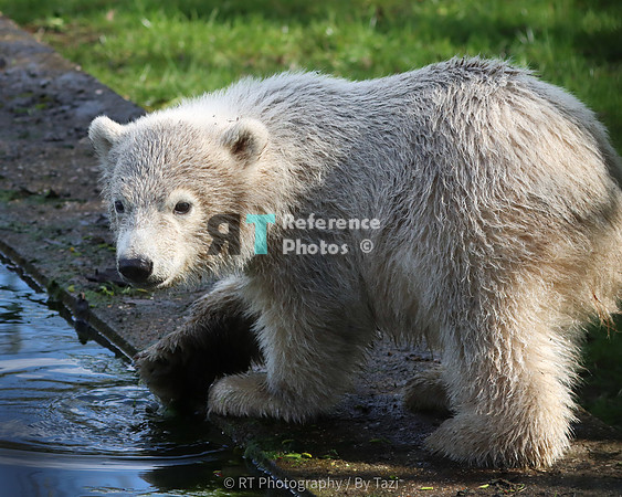 Polar bear cub