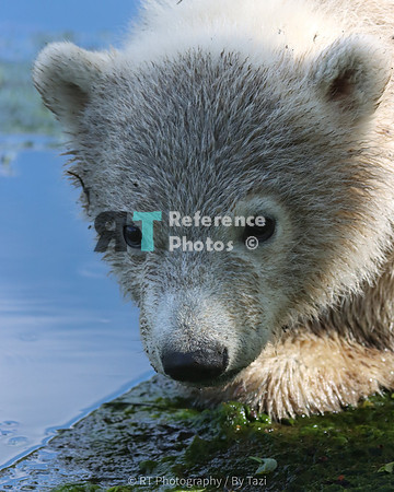Polar bear cub