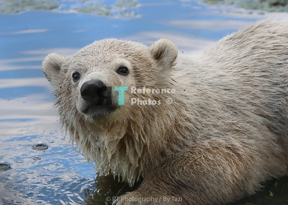 Polar bear cub