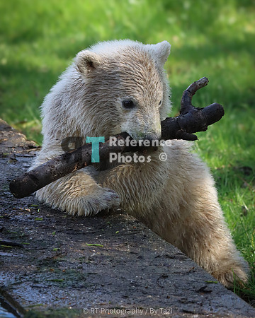 Polar bear cub