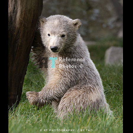 Polar bear cub