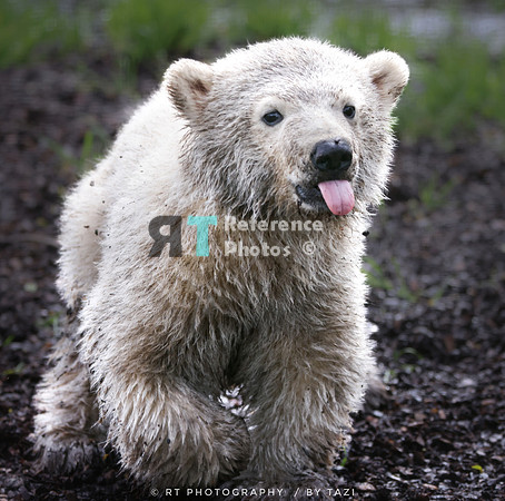 Polar bear cub