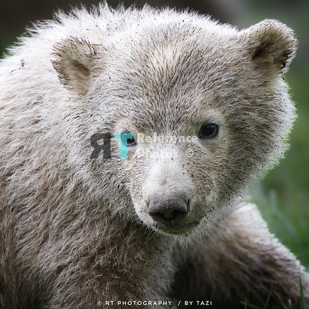 Polar bear cub