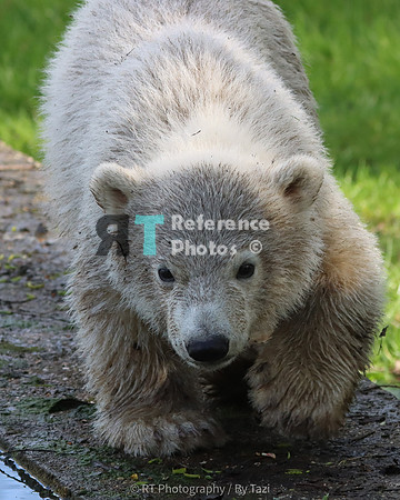 Polar bear cub