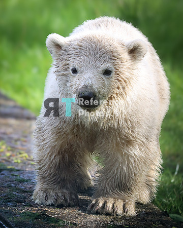 Polar bear cub