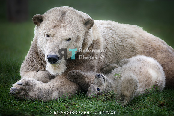 Polar bear cub and mother