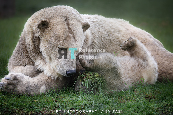 Polar bear mum (and cub)