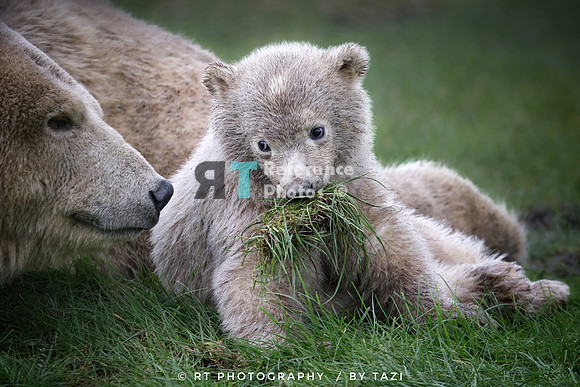 Polar bear cub