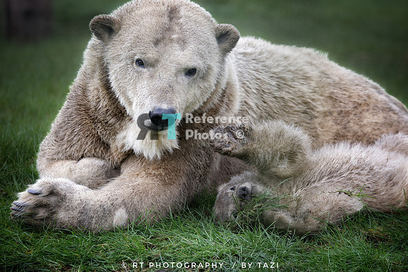 Polar bear cub and mother